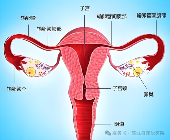 《备孕路上遇“堵车”？输卵管造影，可能是打开好孕的“金钥匙”》X线输卵管造影 VS 超声输卵管造影，谁更适合你？