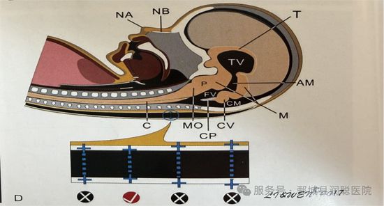 【健康科普】孕早期必看：NT检查——宝宝的第 一道“健康安检”