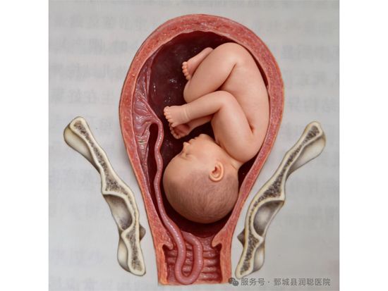 【健康科普】守护生命纽带——脐带异常的超声早发现