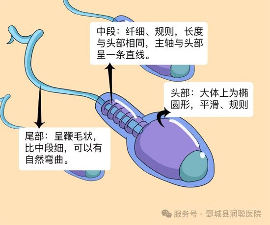 【健康科普】男士精液检查项目及目的