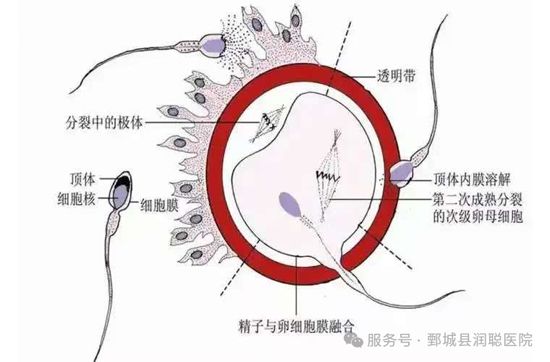 【健康科普】男士精液检查项目及目的