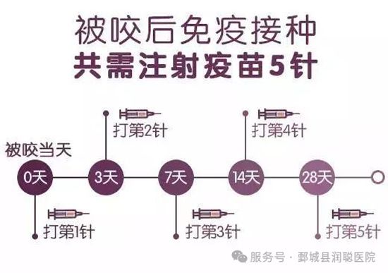 【健康科普】狂犬病:从咬伤到预防,你必须知道的事