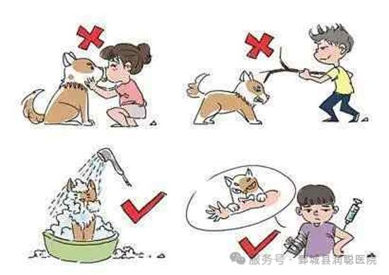 【健康科普】狂犬病:从咬伤到预防,你必须知道的事