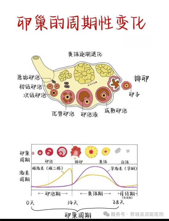 【健康科普】黄体功能不全不孕、反复着床失败、早期流产的隐形元凶——任丽娟